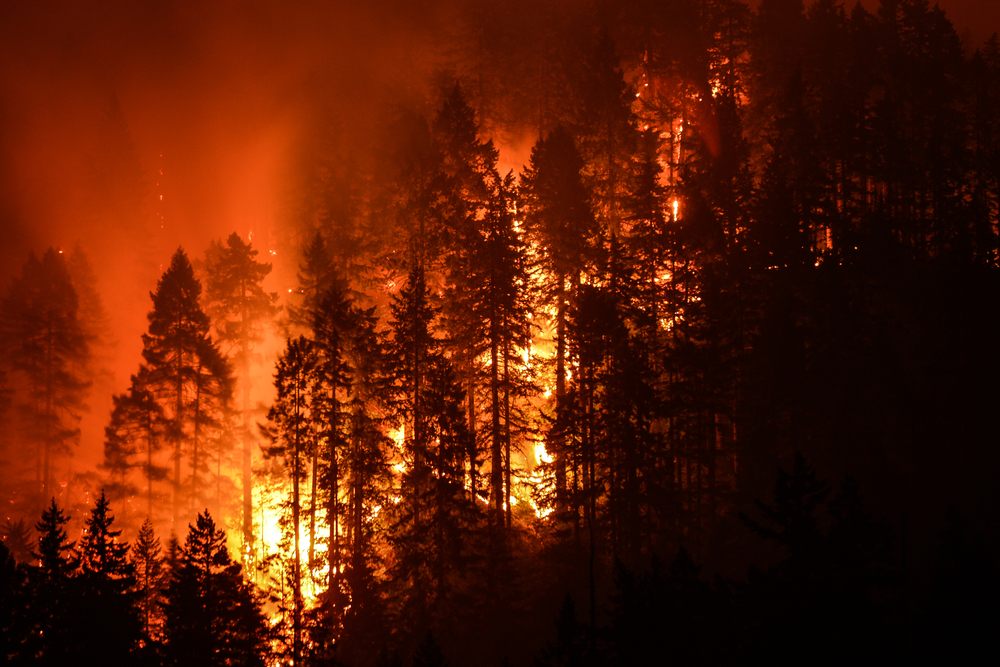 What causes wildfires essay image
